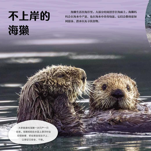 《蓝色星球Ⅱ》（全8册） 商品图3