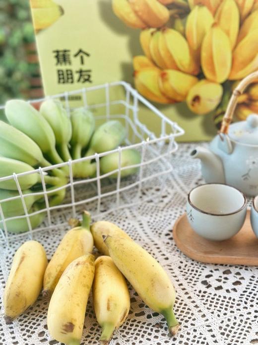 【2025新一批】山林深处藏珍果【吃海芒芒｜野生芭蕉🍌】果味浓郁，香甜无比，果肉Q弹滑嫩 商品图0