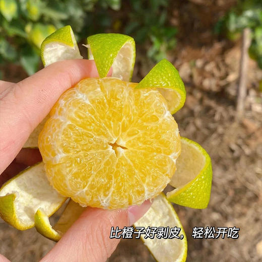 【皇帝柑】核心产区直发 果园现摘 果肉细嫩易吸收 补充营养优选 3-5斤（果径：60-65mm） 商品图5