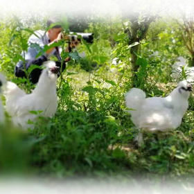 基地直发 | 正宗泰和生态乌鸡