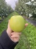 瑞雪/瑞香红苹果 商品缩略图2