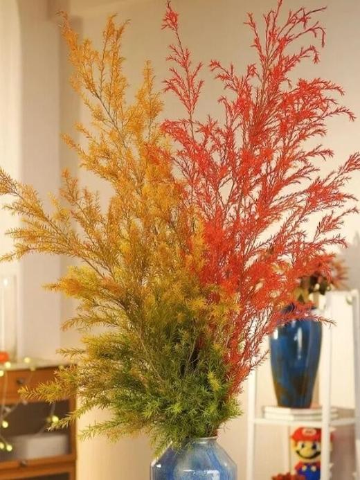 【暖意绽放】秋色千层金1-2支+红色千层金1-2支/份  长约70-80cm 商品图3