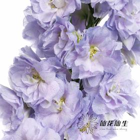 肯尼亚大飞燕 | 浅紫色 DELPHINIUM LAVENDER