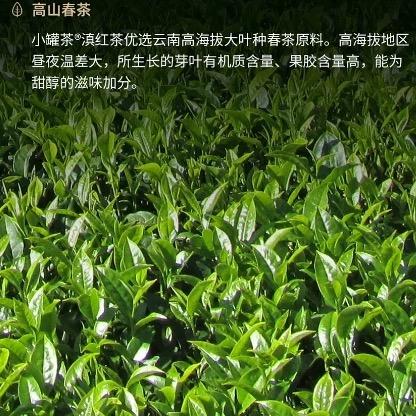 小罐茶大师系列·滇红茶10罐装（金罐）4.0版 商品图5