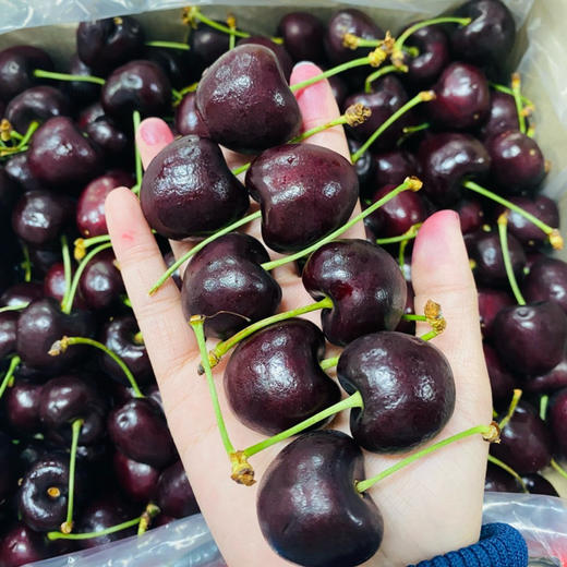 石家庄优选仓库速达，海运车厘子-桑提娜3J，果肉紧实脆硬，色泽浓郁，果肉饱满多汁，口感脆爽， 5斤礼盒装 商品图9