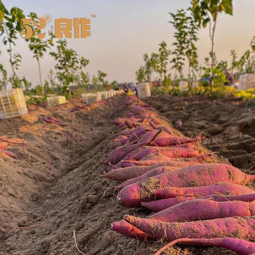 52度良作红薯｜薯中贵族 红薯中的爱马仕 甜度高达52 度 央视推荐 商品图3