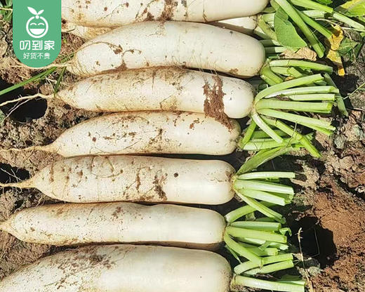 漳浦六鳌镇沙地白萝卜/1份（2kg±100g） 商品图1