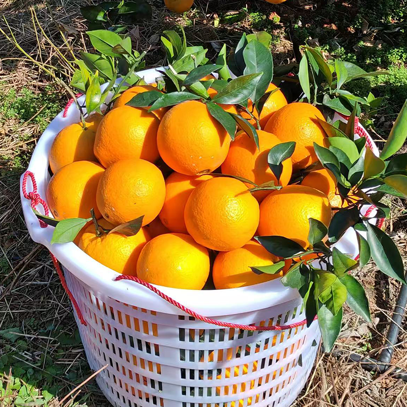 金奖赣南脐橙 土质好 橙味足 还有助农实惠好价