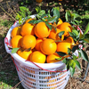 金奖赣南脐橙 土质好 橙味足 还有助农实惠好价 商品缩略图0