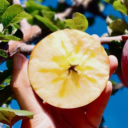 心选丨大凉山高原苹果高海拔苹果糖心率高现摘现发产地直邮 商品图1