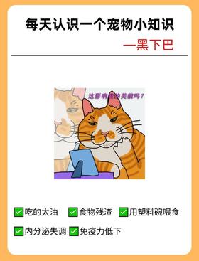 猫咪黑下巴？别慌！从原因到解决，一篇讲透“煤渣下巴”的秘密