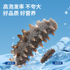 [獐子岛]北纬39°干海参(100g/200g/500g任选) 商品缩略图4