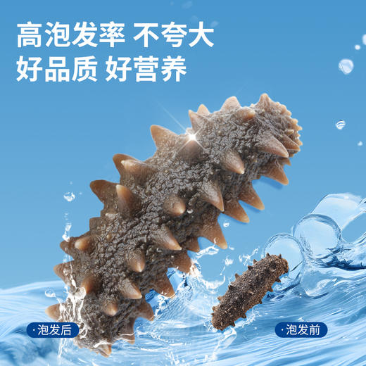 [獐子岛]北纬39°干海参(100g/200g/500g任选) 商品图4