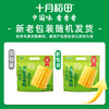 【即食甜玉米】水果玉米段10段装| 新鲜香甜方便快捷1kg 商品缩略图2