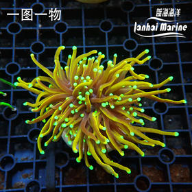 人工Bima金 火柴