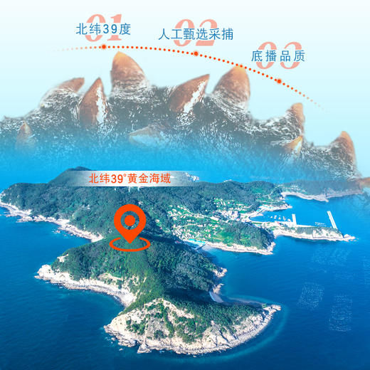 [獐子岛]北纬39°速发海参(20只装/30只装) 商品图6