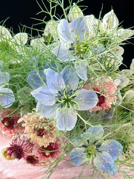 日本进口小众花材黑种草1扎 商品图1