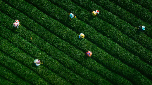 云南大理博南山白茶100克/片 商品图2