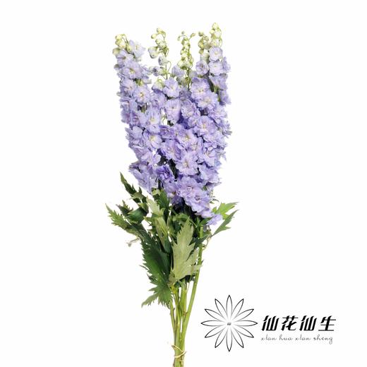 肯尼亚大飞燕 | 浅紫色 DELPHINIUM LAVENDER 商品图1
