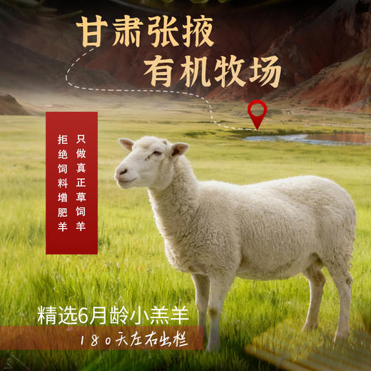 金陇雪有机羔羊羊排 国产羊肉生鲜食材羊排食材 2斤装 商品图8