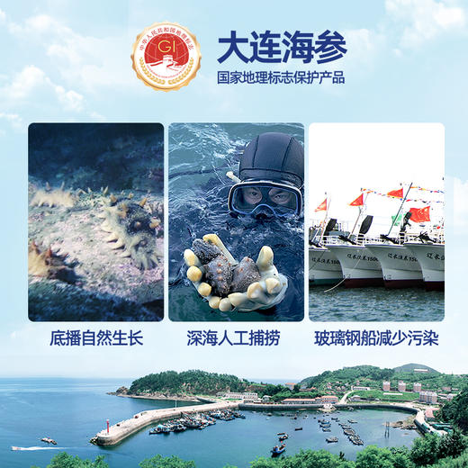 [獐子岛]畅享 淡干海参(100g-500g任选) 商品图5