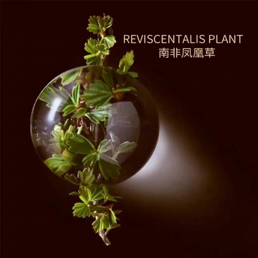 嘉媚乐酵素红茶精油紧致焕颜乳 商品图4