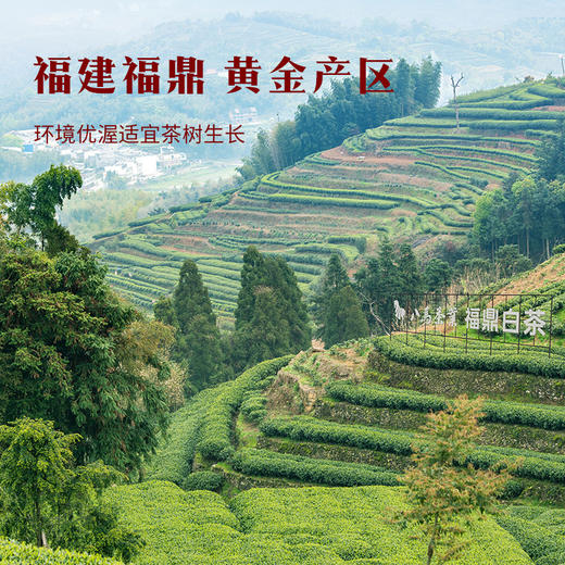 八马茶业｜紫金白兰·福鼎白茶·7年白牡丹180g 商品图1