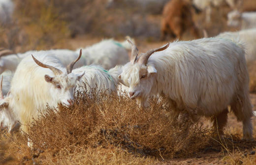 预售 阿拉善大漠羊肉 12月8日起发货 预售期下单赠50克肉苁蓉（阿拉善顺丰发货） 商品图1
