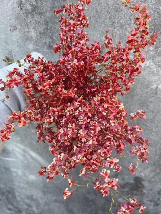 精品鲜花梦香兰鲜切花1扎 商品图4