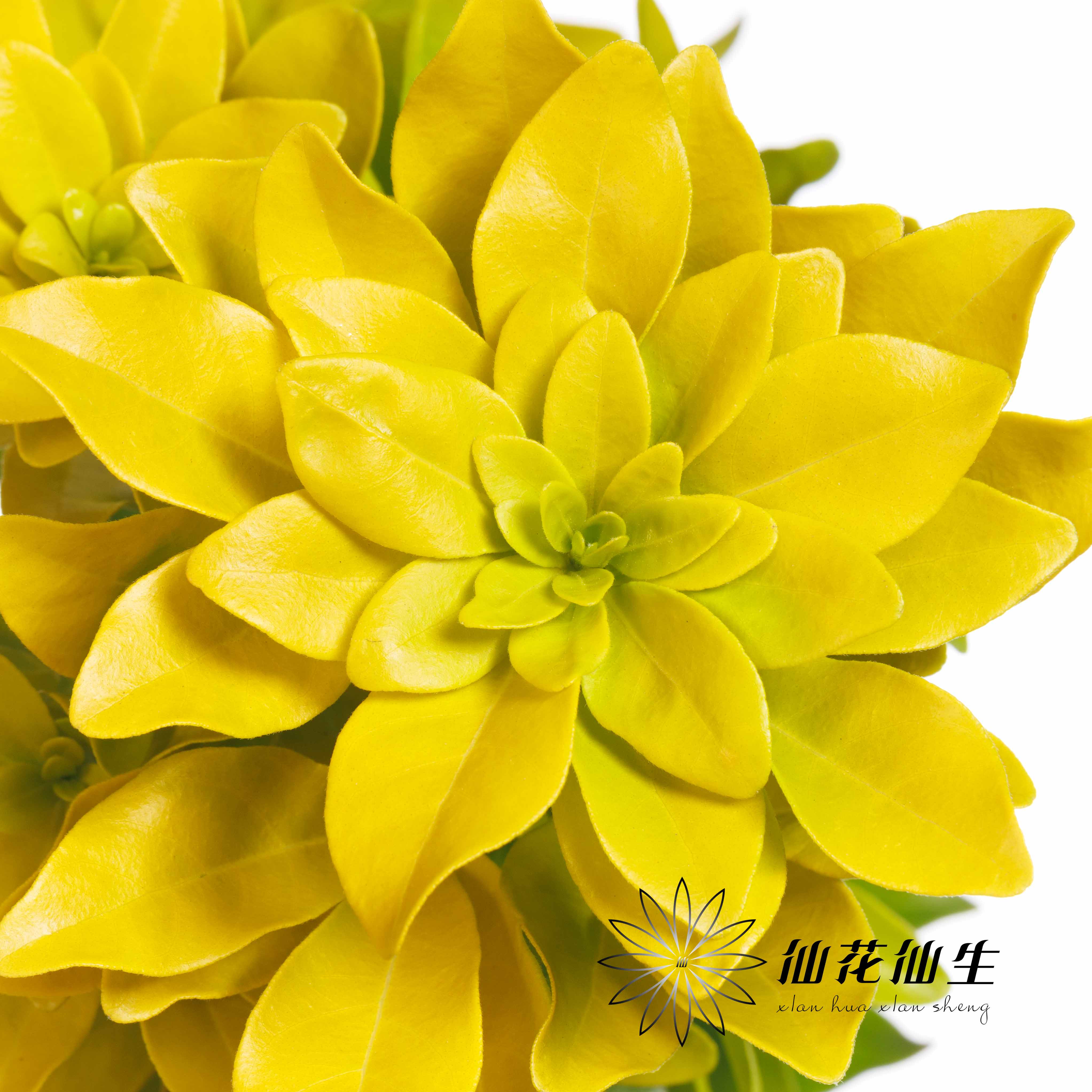 国产 | 墨西哥橘叶柠檬黄