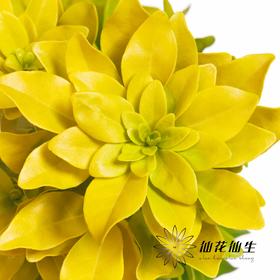 国产 | 墨西哥橘叶柠檬黄