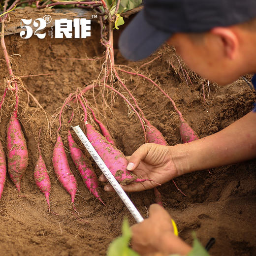 52度良作红薯｜薯中贵族 红薯中的爱马仕 甜度高达52 度 央视推荐 商品图6