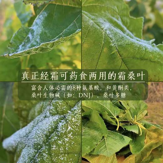 【甄选】黄山特产有机霜桑茶茶汤清澈甘甜清爽入口回甘180g*1罐 商品图1