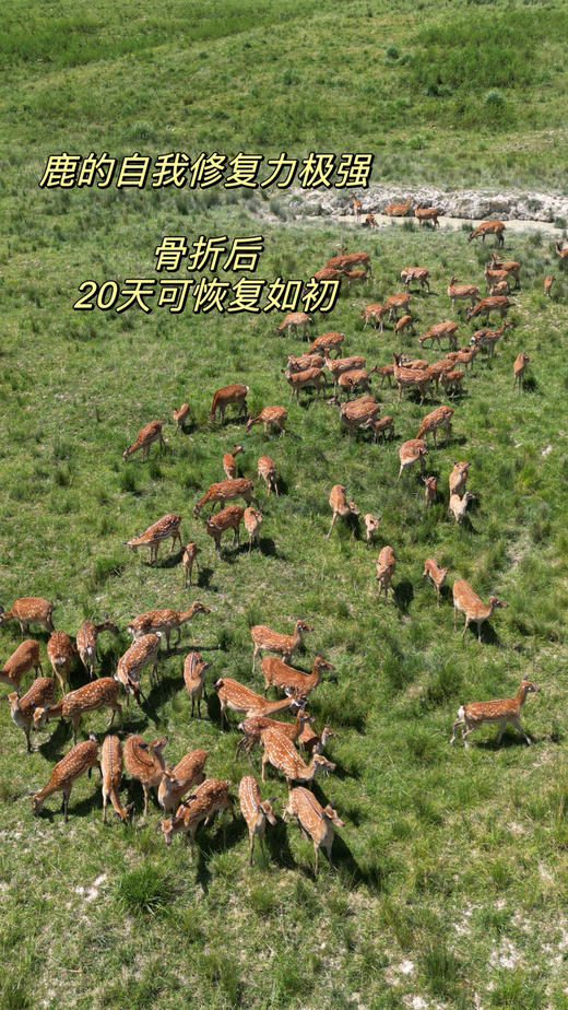 广济堂鹿胶粉 自有鹿场 传统古法工艺  药企品质  活性更高 更易吸收 女生滋养佳品 商品图6