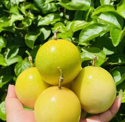 百香果2.5kg 商品图0