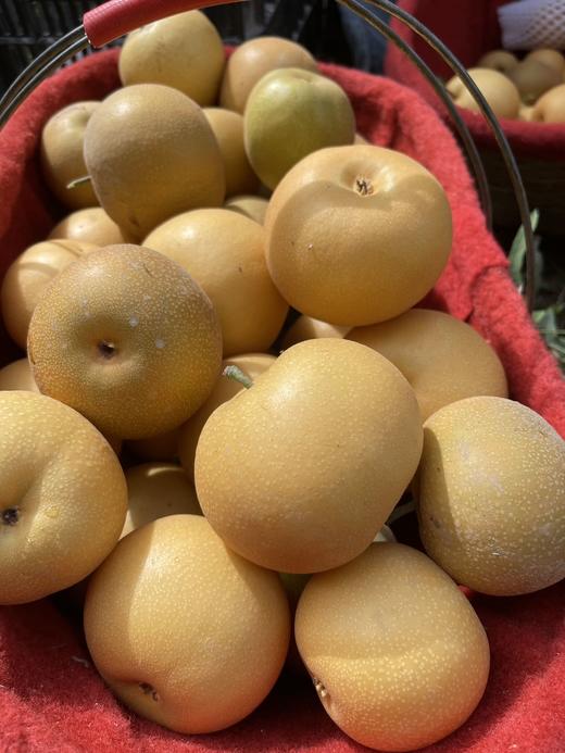 【西湖之声专享】新疆秋月梨5斤大果礼盒装 商品图3