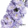 肯尼亚大飞燕 | 浅紫色 DELPHINIUM LAVENDER 商品缩略图4