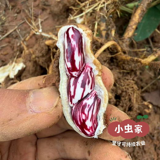 小虫云南生态七彩花生（带壳晒干）200g*2袋 | 小虫家露天有机农场自产，全程可溯源生态种植，带泥带壳晒干，仁脆回甘，花青素精灵& 商品图10