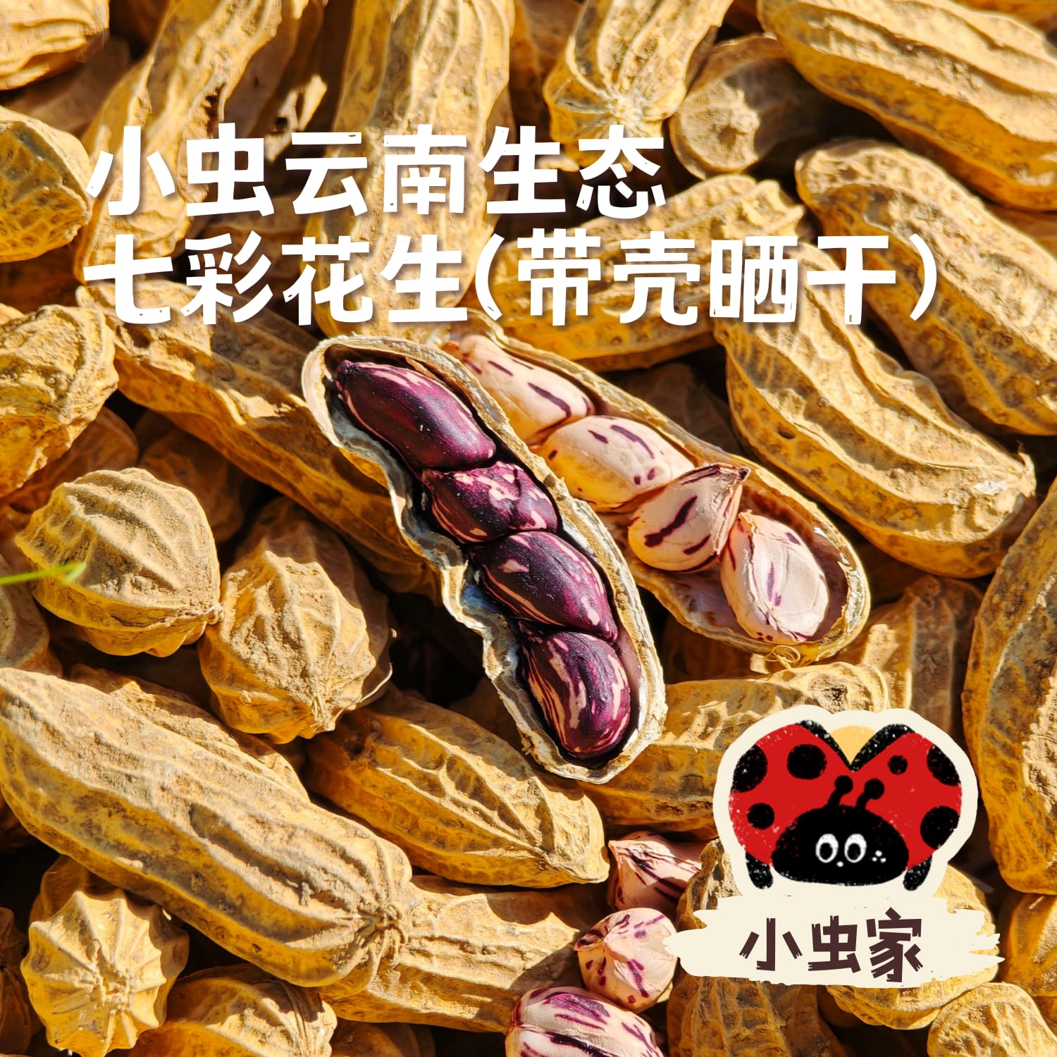 小虫云南生态七彩花生（带壳晒干）200g*2袋 | 小虫家露天有机农场自产，全程可溯源生态种植，带泥带壳晒干，仁脆回甘，花青素精灵&