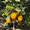 金奖赣南脐橙 土质好 橙味足 还有助农实惠好价 商品缩略图2