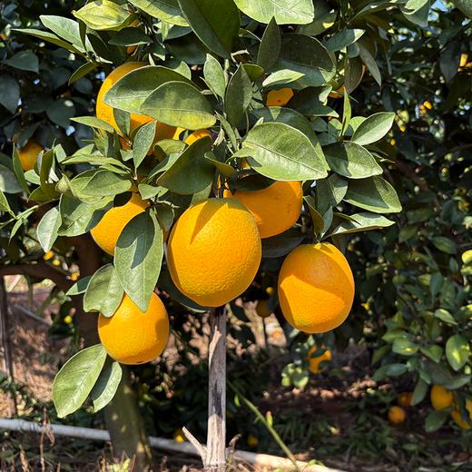 金奖赣南脐橙 土质好 橙味足 还有助农实惠好价 商品图2