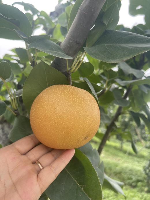 【西湖之声专享】新疆秋月梨5斤大果礼盒装 商品图1