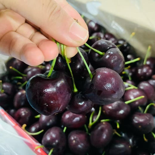 石家庄优选仓库速达，海运车厘子-桑提娜3J，果肉紧实脆硬，色泽浓郁，果肉饱满多汁，口感脆爽， 5斤礼盒装 商品图10