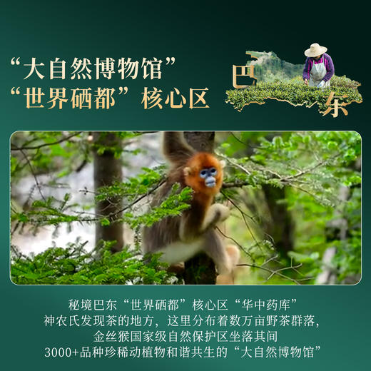 正山堂骏眉 巴东红·武陵之春贡茶 中国湖北特级红茶罐装茶叶50g/150g 商品图2