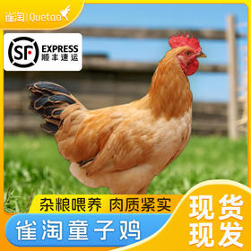 正宗土鸡 现杀现发 | 雀淘皖南童子鸡 鸡肉食材 肉质嫩滑 适合炖汤/红烧/白切等多种做法 650g/只*3