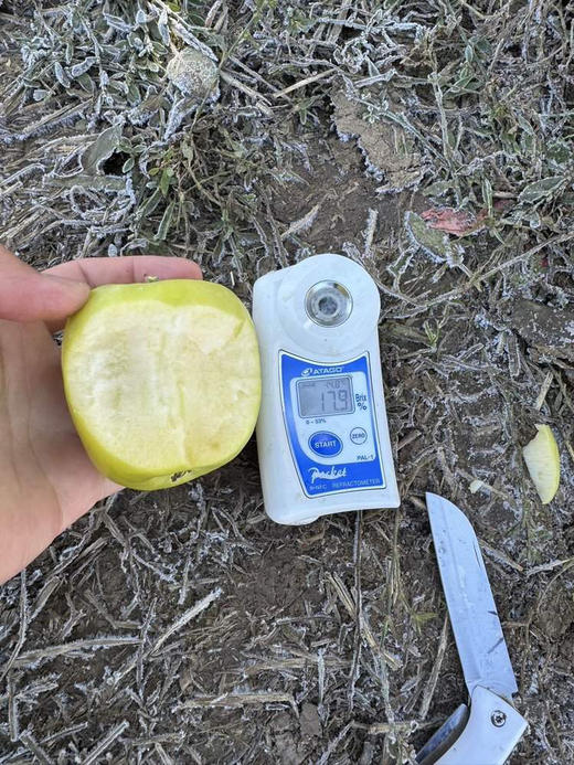 顺丰包邮加保温【2026瑞雪苹果来啦】 高端苹果 秋岡® | 雪山瑞雪基地直邮 商品图1