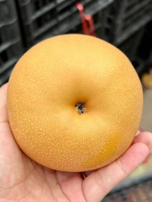 【西湖之声专享】新疆秋月梨5斤大果礼盒装 商品图2