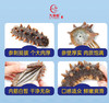 【分销】九颐凰即食海参（Q弹款），选用7年以上辽刺参，个头大、品相好、营养更丰富 商品缩略图3