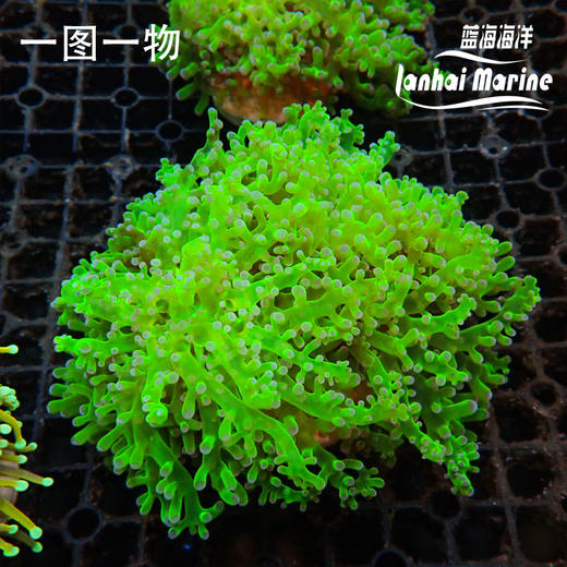 人工分支双色提子 商品图0