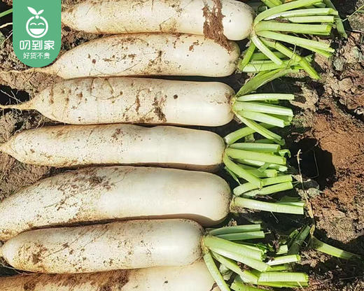 漳浦六鳌镇沙地白萝卜/1份（2kg±100g） 商品图2